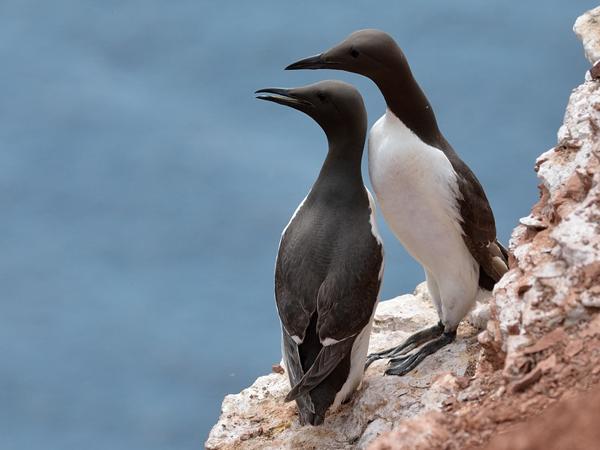 <h3><a href="/trips/helgoland/biota/animalia/chordata/aves/024 charadriiformes/019 alcidae/uria aalge/uria aalge-nl.html">Uria&nbsp;aalge</a> / Common&nbsp;murre / Zeekoet</h3><p>Paartje zeekoeten,</p>NIKON D7100 met AF-S Nikkor 300mm f/2.8G IF-ED VR II, 1/1000 sec  bij F8.0, ISO 400, afstand 14.9&nbsp;m